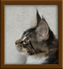Picture Maine Coon Stud