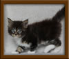 Picture Maine Coon Stud