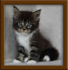 Picture Maine Coon Stud