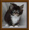Picture Maine Coon Stud