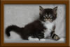 Picture Maine Coon Stud