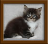 Picture Maine Coon Stud