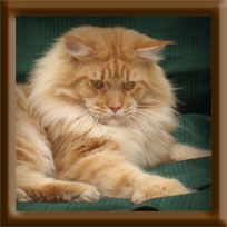 Red Male Maine Coon Stud