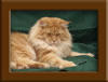 Red Maine Coon Stud