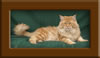 Red Maine Coon Stud