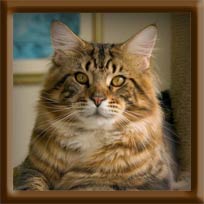 Brown Tabby Maine Coon Stud