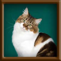 Brown Tabby Maine Coon Queen