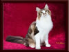 GC Brown Tabby Maine Coon Stud