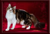 GC Brown Tabby Maine Coon Stud