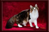 GC Brown Tabby Maine Coon StuGC Brown Tabby Maine Coon Studd