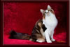 GC Brown Tabby Maine Coon Stud