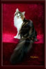 GC Brown Tabby Maine Coon Stud