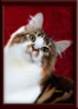 GC Brown Tabby Maine Coon Stud