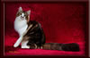 GC Brown Tabby Maine Coon Stud