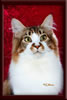 GC Brown Tabby Maine Coon Stud