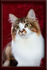 GC Brown Tabby Maine Coon Stud