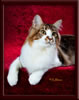 GC Brown Tabby Maine Coon Stud