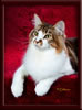 GC Brown Tabby Maine Coon Stud
