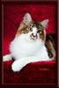 GC Brown Tabby Maine Coon Stud