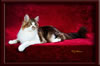 GC Brown Tabby Maine Coon Stud