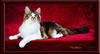 GC Brown Tabby Maine Coon Stud