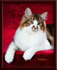 GC Brown Tabby Maine Coon Stud