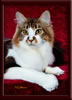 GC Brown Tabby Maine Coon Stud