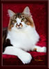 GC Brown Tabby Maine Coon Stud