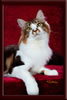 GC Brown Tabby Maine Coon Stud