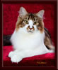 GC Brown Tabby Maine Coon Stud