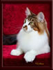GC Brown Tabby Maine Coon StudGC Brown Tabby Maine Coon StudGC Brown Tabby Maine Coon Stud