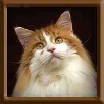 Maine Coon Stud