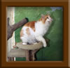 Red/White Maine Coon Stud