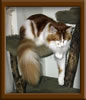 Red/White Maine Coon Stud
