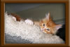 Red/White Maine Coon Stud