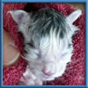 Maine Coon Stud Silver with White Classic Tabby