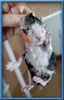 Maine Coon Stud Silver with White Classic Tabby