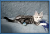 Maine Coon Stud Silver with White Classic Tabby