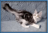 Maine Coon Stud Silver with White Classic Tabby