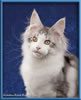 Maine Coon Stud Silver with White Classic Tabby