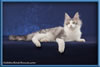Maine Coon Stud Silver with White Classic Tabby