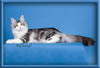 Maine Coon Stud Silver with White Classic Tabby