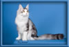 Maine Coon Stud Silver with White Classic Tabby