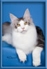 Maine Coon Stud Silver with White Classic Tabby