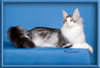 Maine Coon Stud Silver with White Classic Tabby