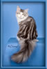 Maine Coon Stud Silver with White Classic Tabby