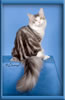 Maine Coon Stud Silver with White Classic Tabby