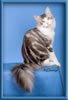 Maine Coon Stud Silver with White Classic Tabby