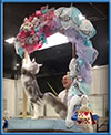 CFA Cat Show
