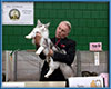 Cat Show